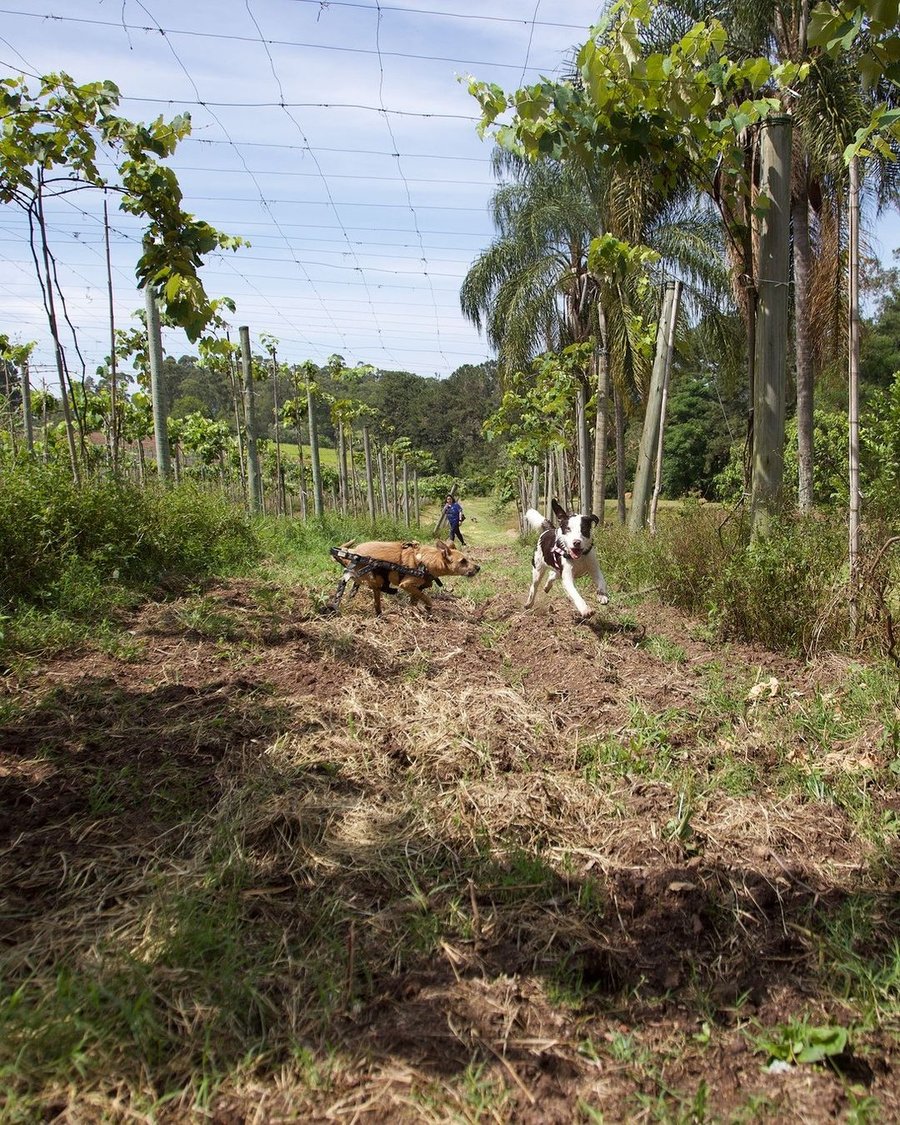 Trilha Pet + Degustação de Vinhos e Almoço na Vinícola Saccomani