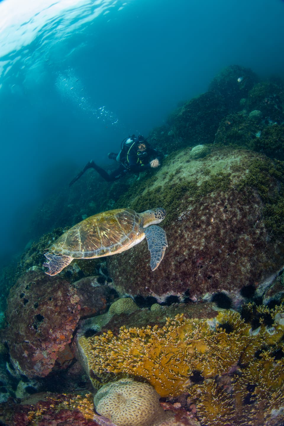Mergulho de Cilindro nos Corais de João Fernandes