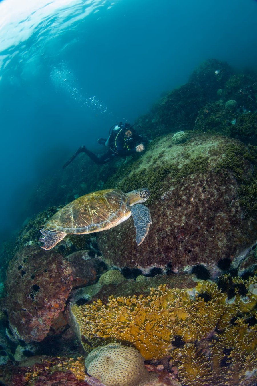 Mergulho de Cilindro nos Corais de João Fernandes
