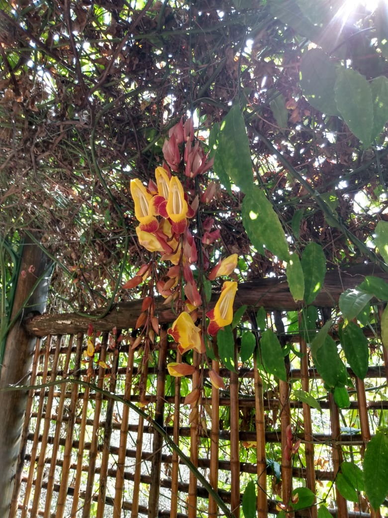 13/08 Santo Antonio do Pinhal e Jardins Temáticos EccoParque