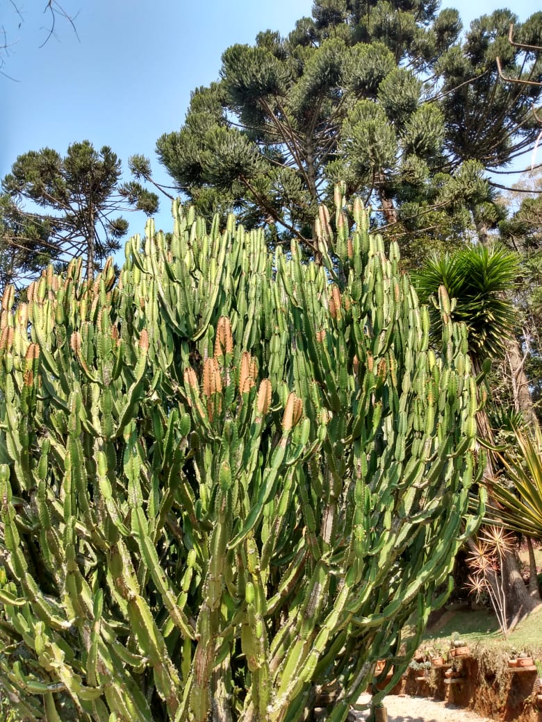 13/08 Santo Antonio do Pinhal e Jardins Temáticos EccoParque