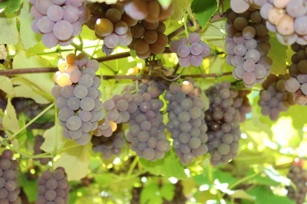 Aproveite para comer uvas direto do pé