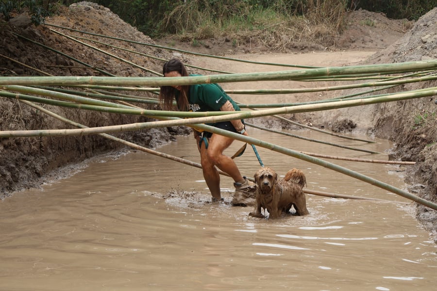 Desafio Feras Pet Friendly