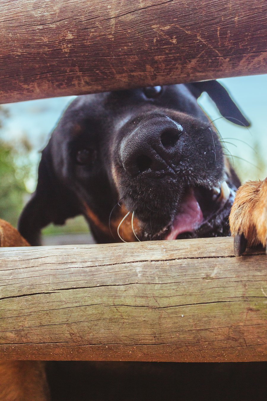 ensaio fotográfico com pet