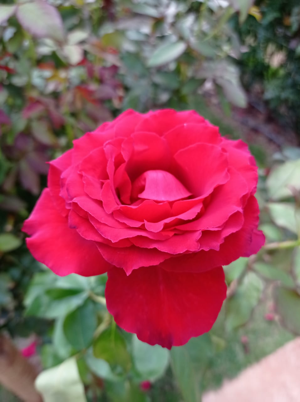 18/02 Holambra, Cidade das Flores 