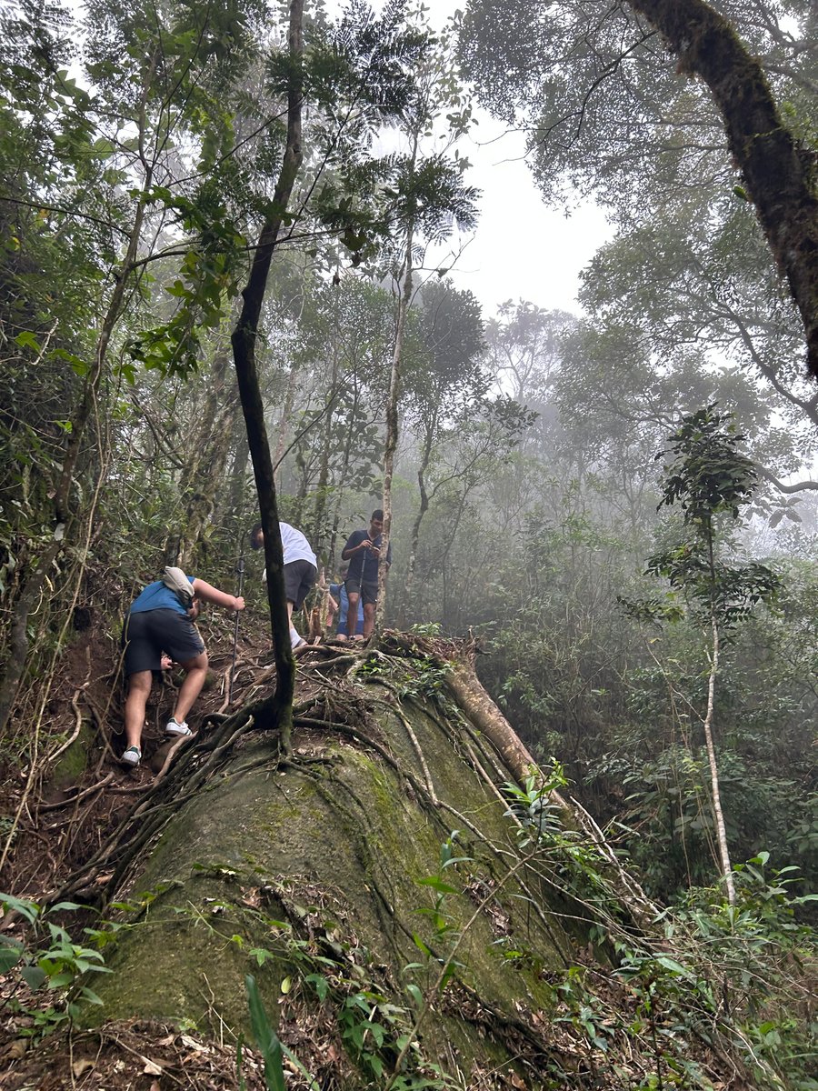 Trilha do Pico do Papagaio
