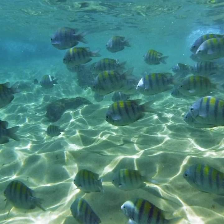 Passeio de Escuna - Praia das Sete Fontes, Ilha e Flamengo