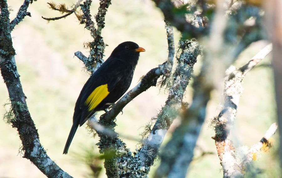 Pássaro Saudade (Lipaugus ater)