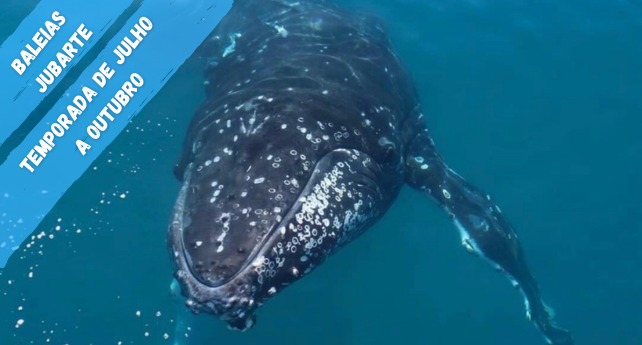  🐳Turismo Ecológico: Encontro com as Baleias