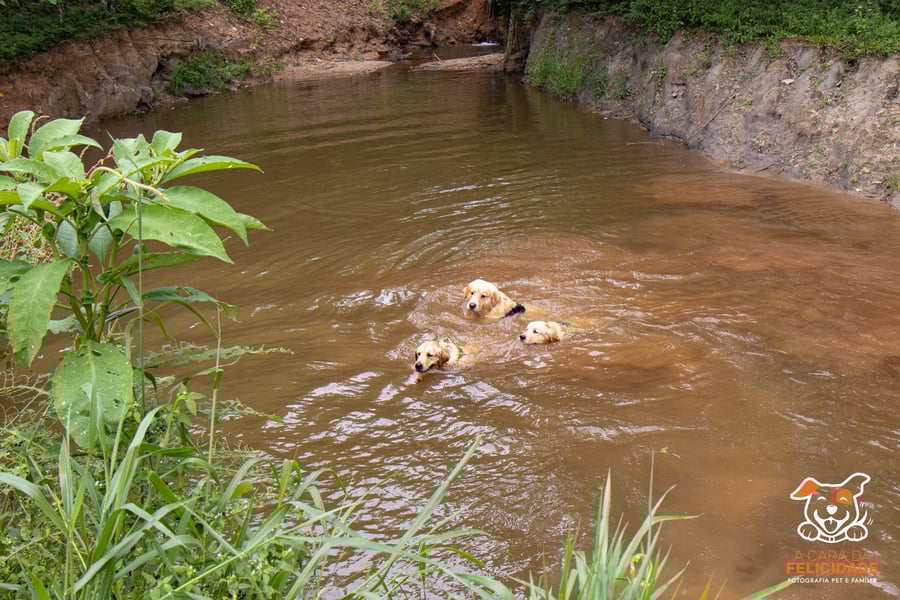 Fazenda Nossa Senhora Conceição pet friendly Jundiaí