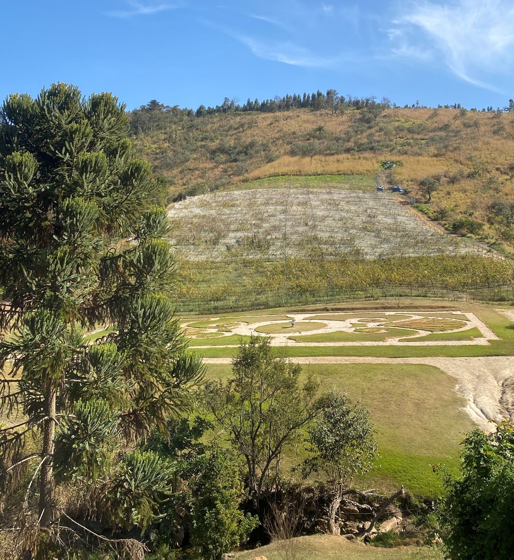 VINÍCOLA TERRASSOS - ACESSO E DEGUSTAÇÃO DE VINHOS