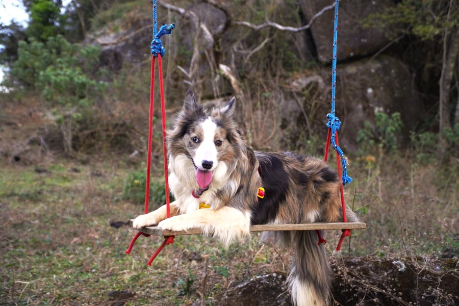 Camping de montanha pet friendly - Socorro