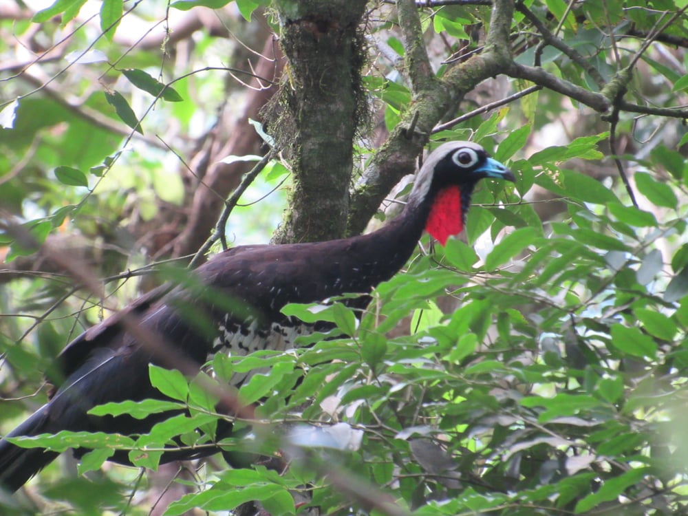 Com observação de vida selvagem (jacutinga)