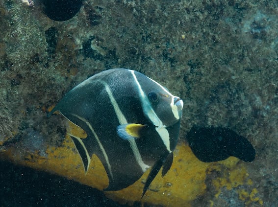 Peixe Ornamental de Arraial do Cabo
