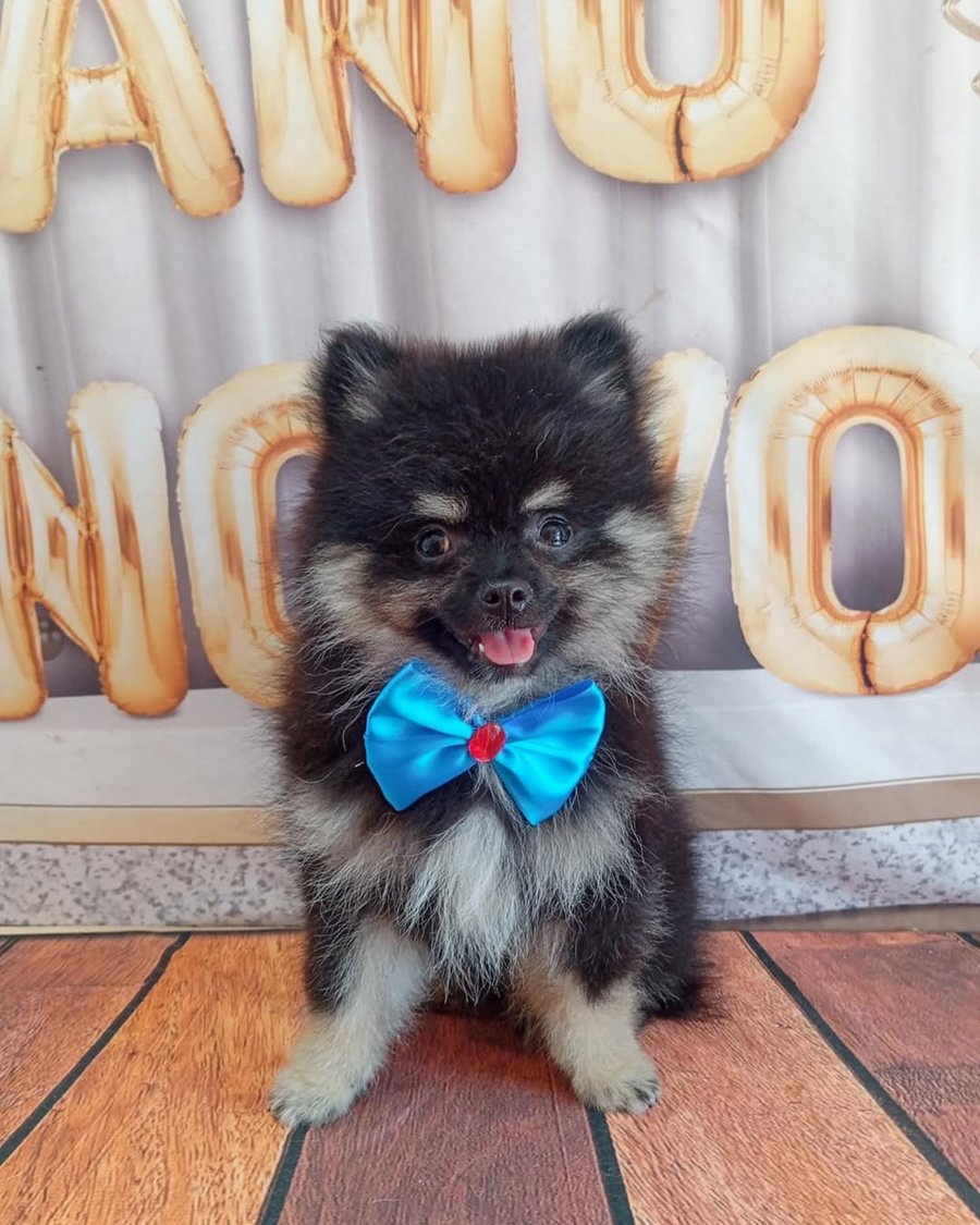 Passeios Pet Friendly no Rio de Janeiro: Onde Levar Seu Cachorro