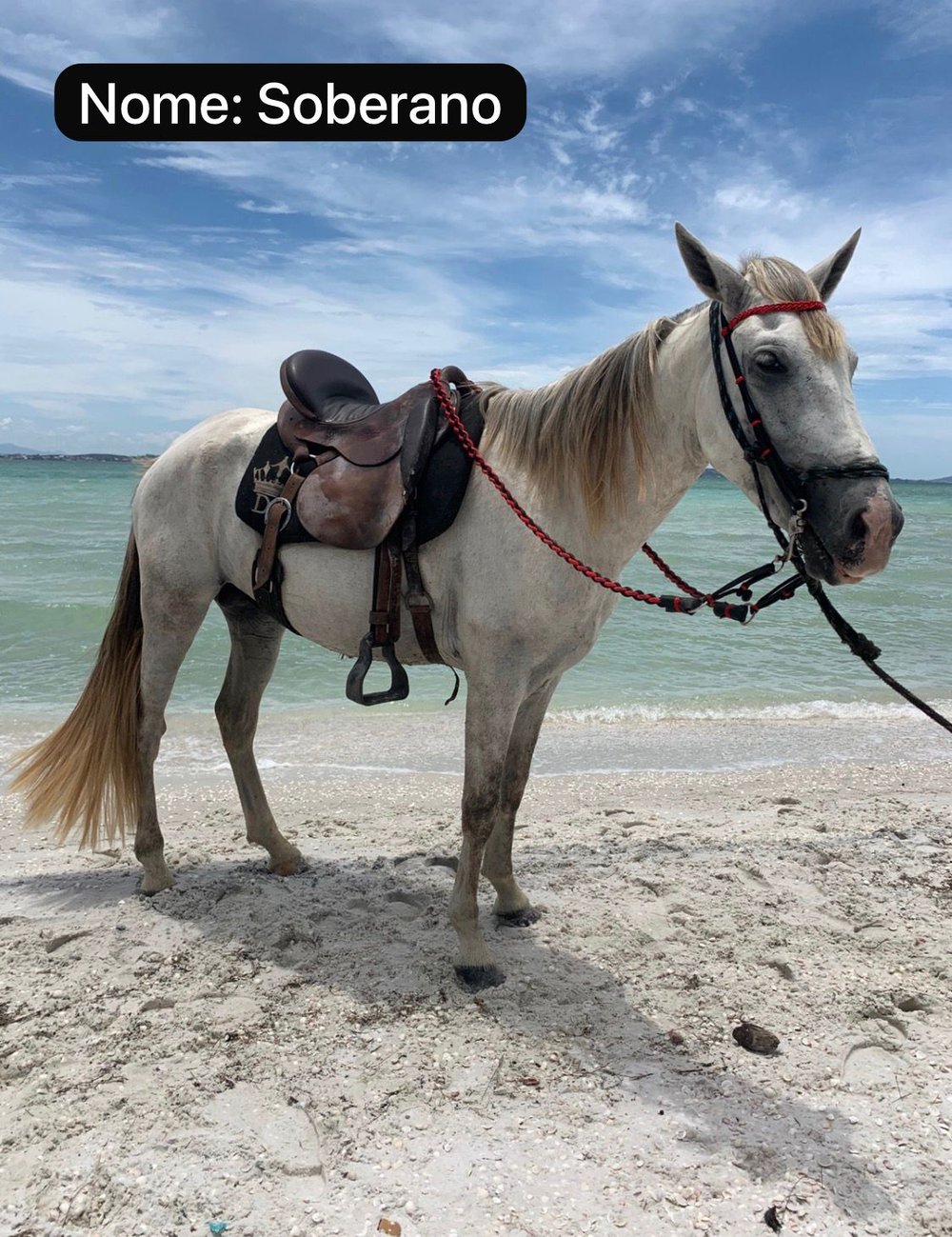 Passeios a Cavalo na Praia em Arraial do Cabo