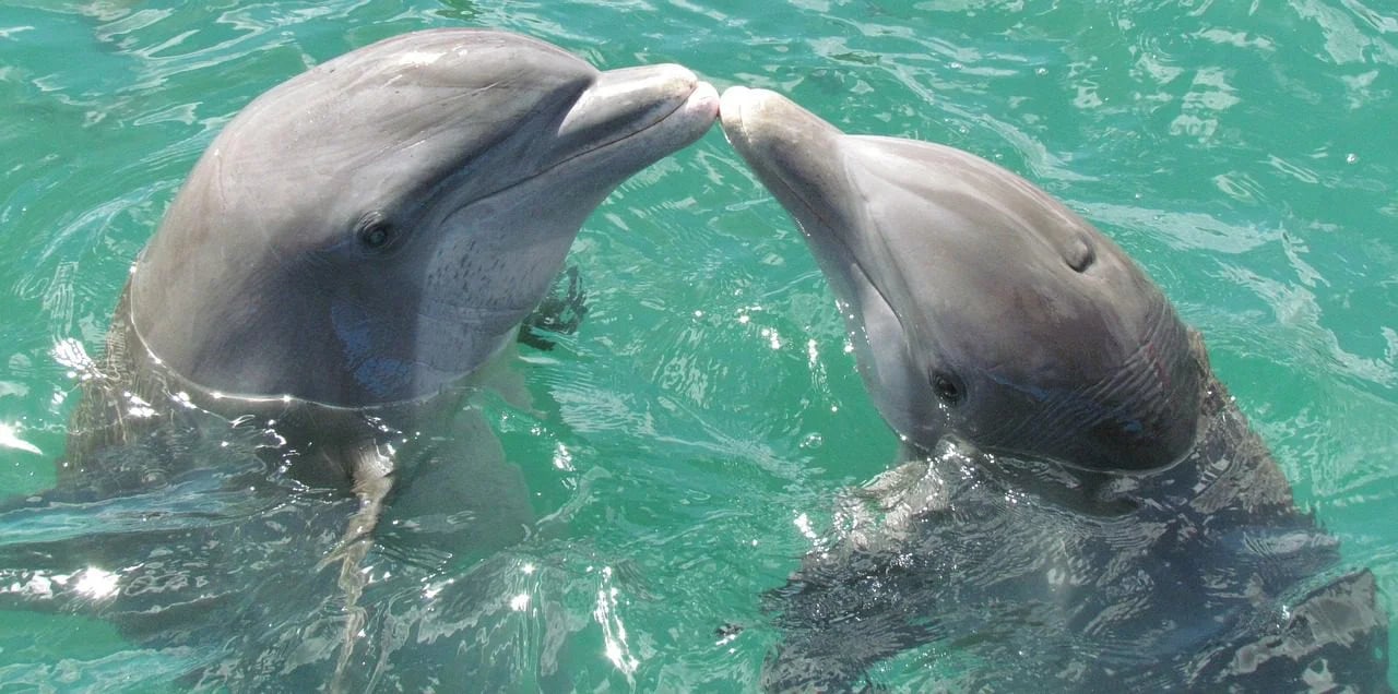 Melhores Épocas e Horários para Ver Golfinhos em Pipa (RN) 🐬✨
