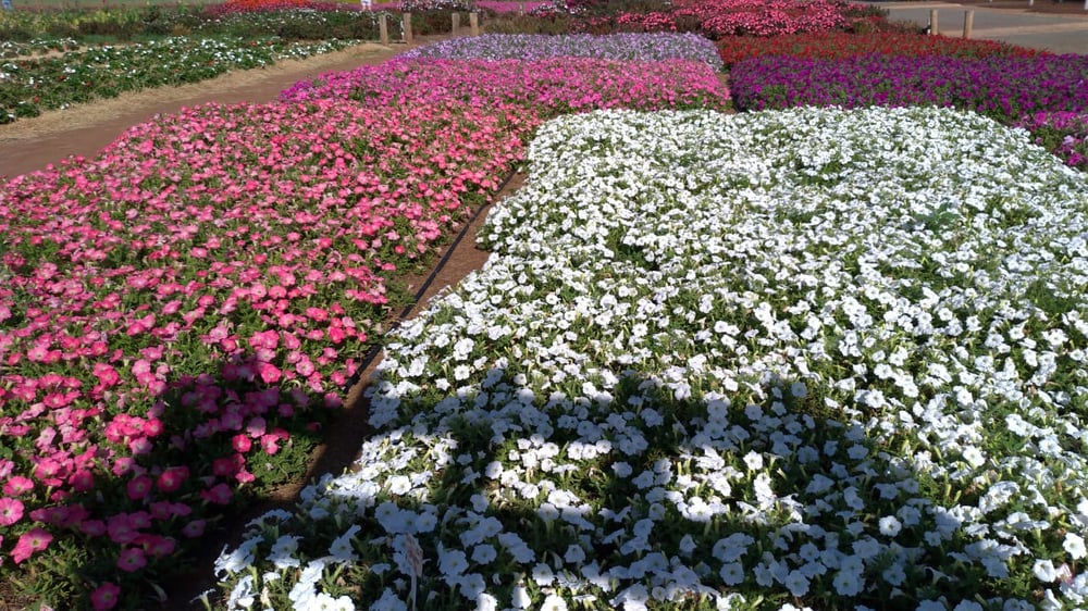 18/02 Holambra, Cidade das Flores 