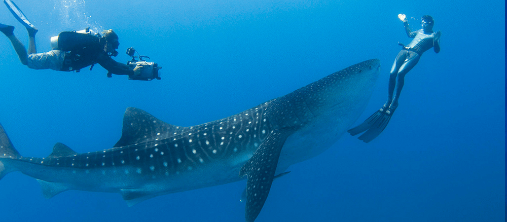 Mergulho com tubarão