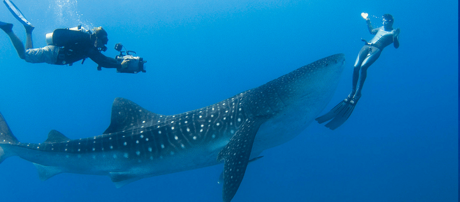 Mergulho com tubarão