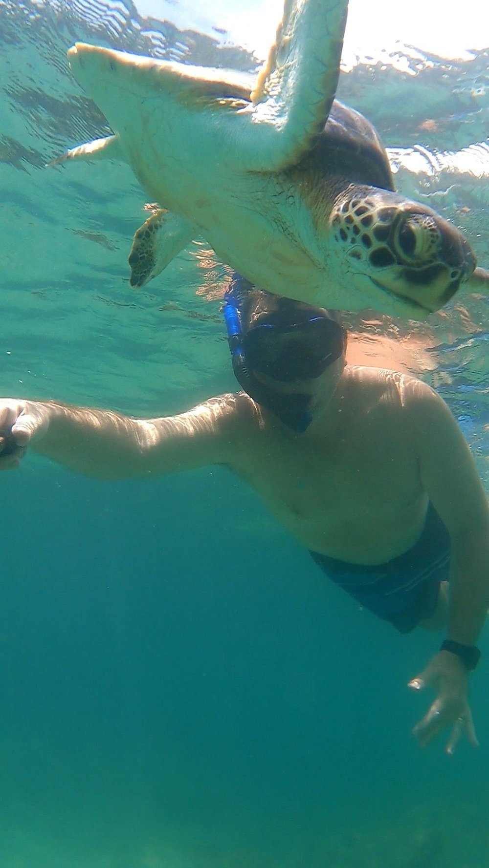 grandes possibilidade de avistamento e mergulho com tartarugas 