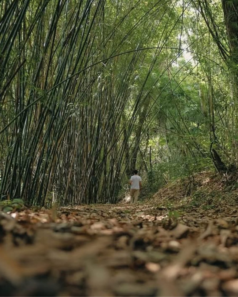 Orchestra do Silêncio Retiro Zen Pet