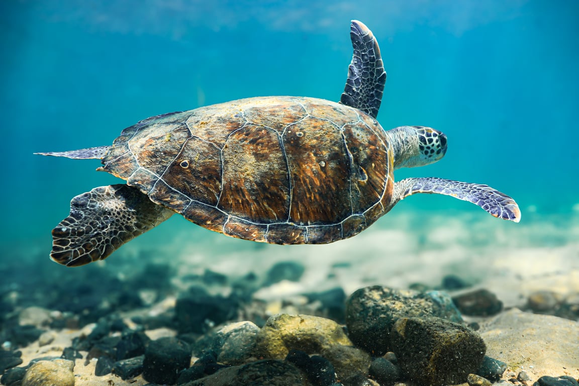 Snorkel em Arraial do Cabo: Descubra a Vida Marinha Subaquática