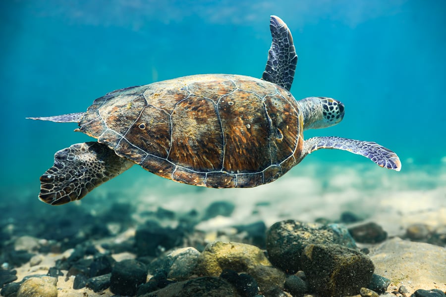 Snorkel em Arraial do Cabo: Descubra a Vida Marinha Subaquática