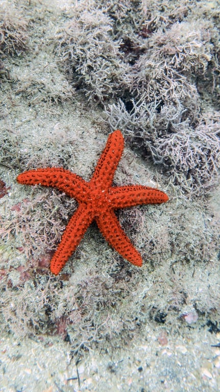 Oceano profundo