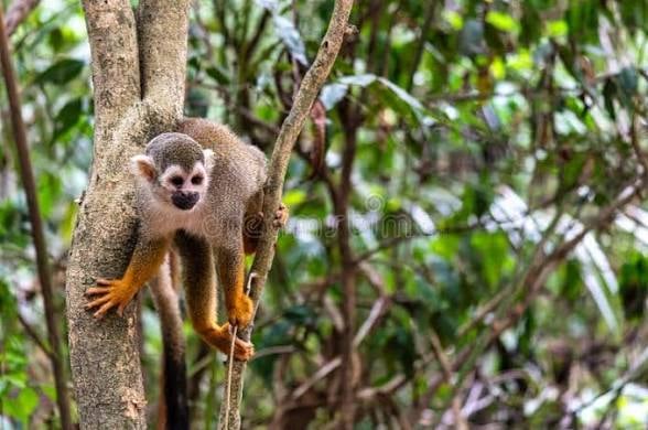 alimentando os macacos