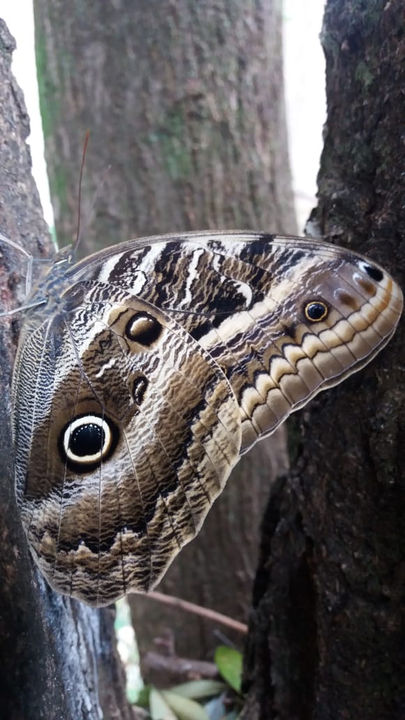 Mata Santa Genebra - borboleta