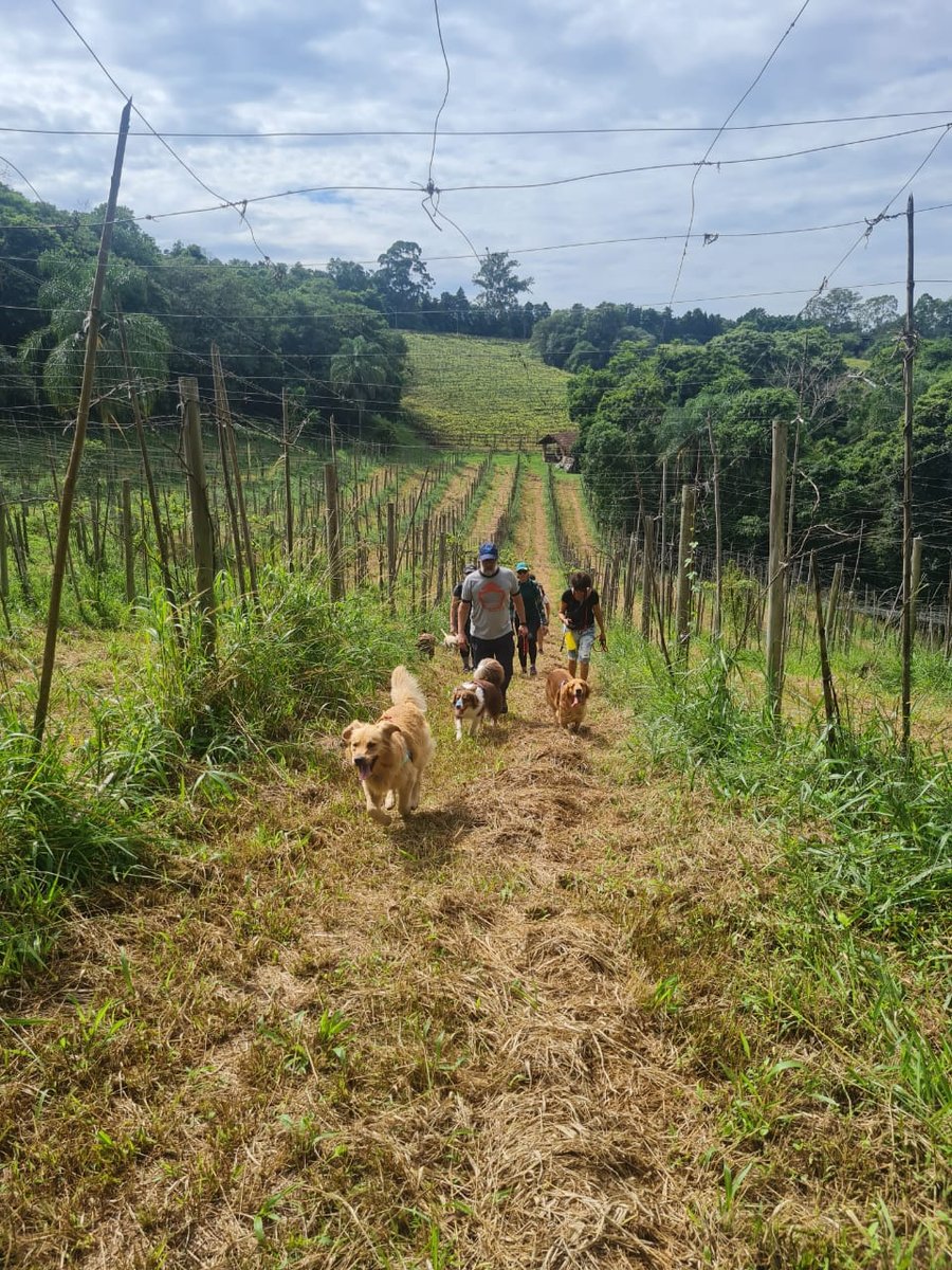 Trilha Pet + Degustação de Vinhos e Almoço na Vinícola Saccomani