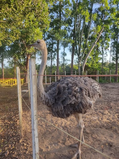 BATE E VOLTA PARQUE TIMBÓ