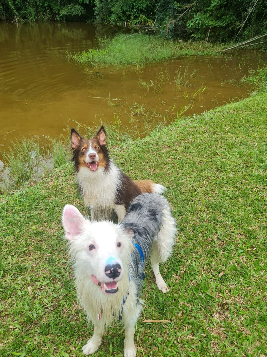 Trilha Pet + Degustação de Vinhos e Almoço na Vinícola Saccomani