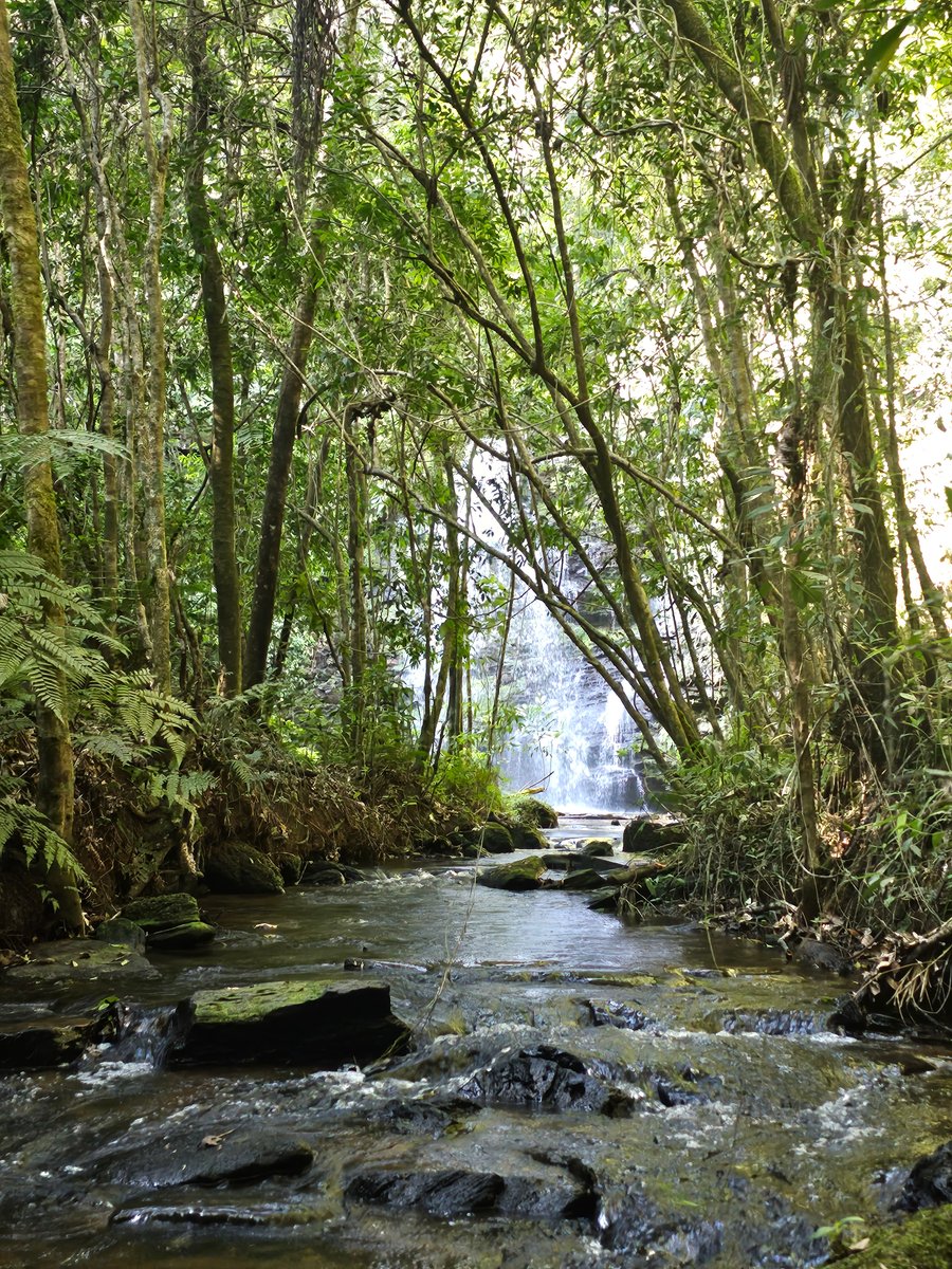 Safari do Macaco Doido em São Bartolomeu