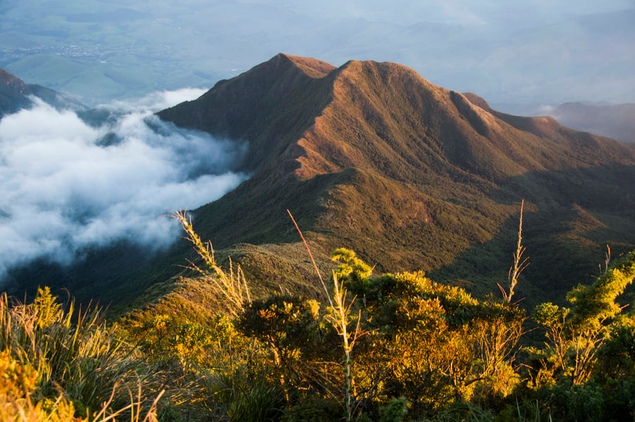 Visual do Capim Amarelo