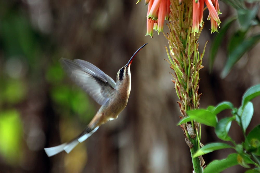 OBSERVAÇÃO DE AVES NO PARQUE ECOLÓGICO MONSENHOR SALIM