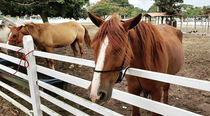 Day Use Hotel Fazenda Guimarães – Amélia Rodrigues/Ba