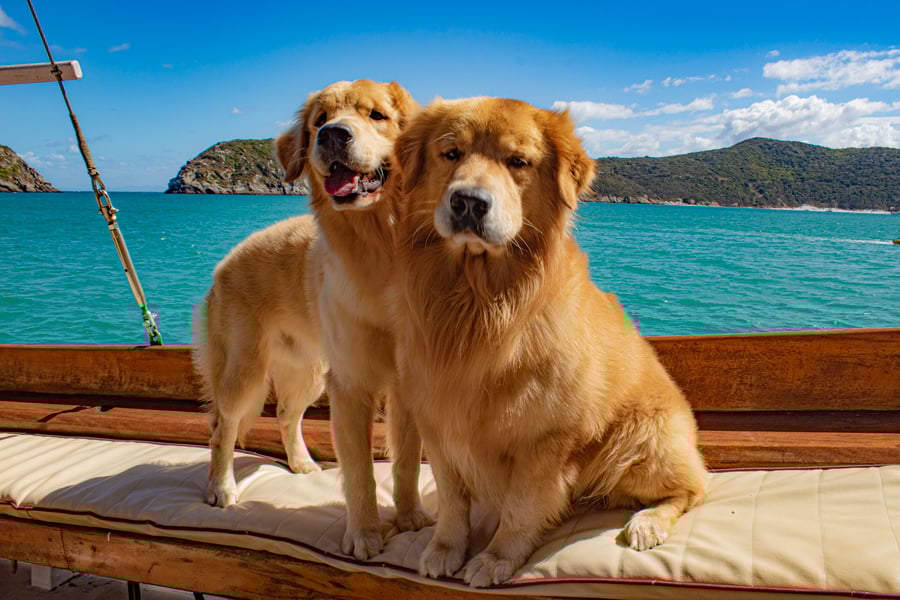 mascotes golden retriever