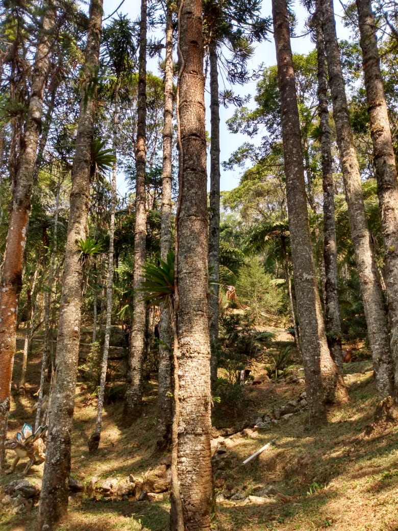 13/08 Santo Antonio do Pinhal e Jardins Temáticos EccoParque