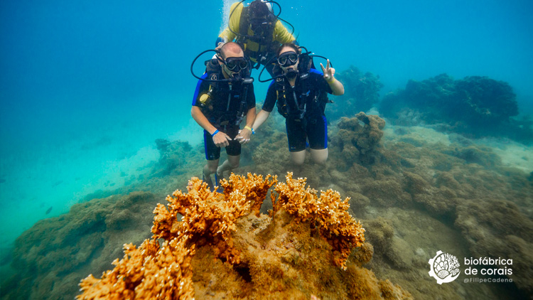 Bioturistas mergulhando na área dos recifes de corais em Porto de Galinhas