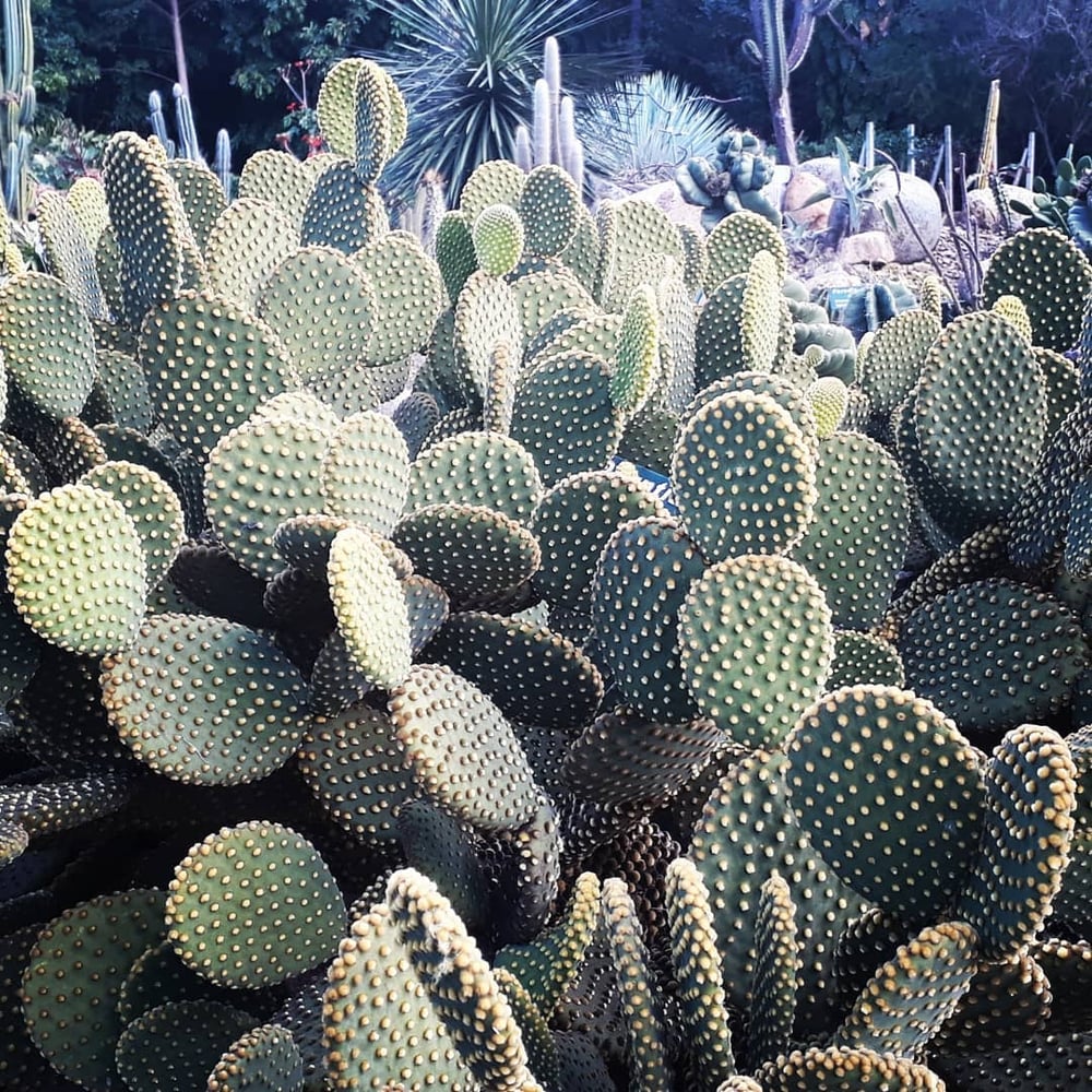 23/04 Jardim Botânico Plantarium e Cultura Leta em Nova Odessa