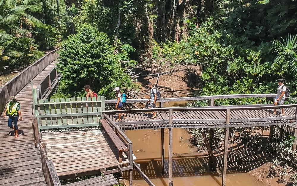 Trilha na Floresta de Várzea (alagada)