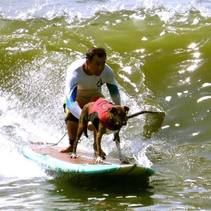 Aula de Surf Dog