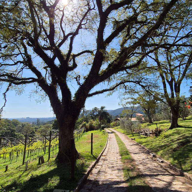 Estrada de pedra ladeada por gramado, com uma grande árvore e parreiras à esquerda sob sol
