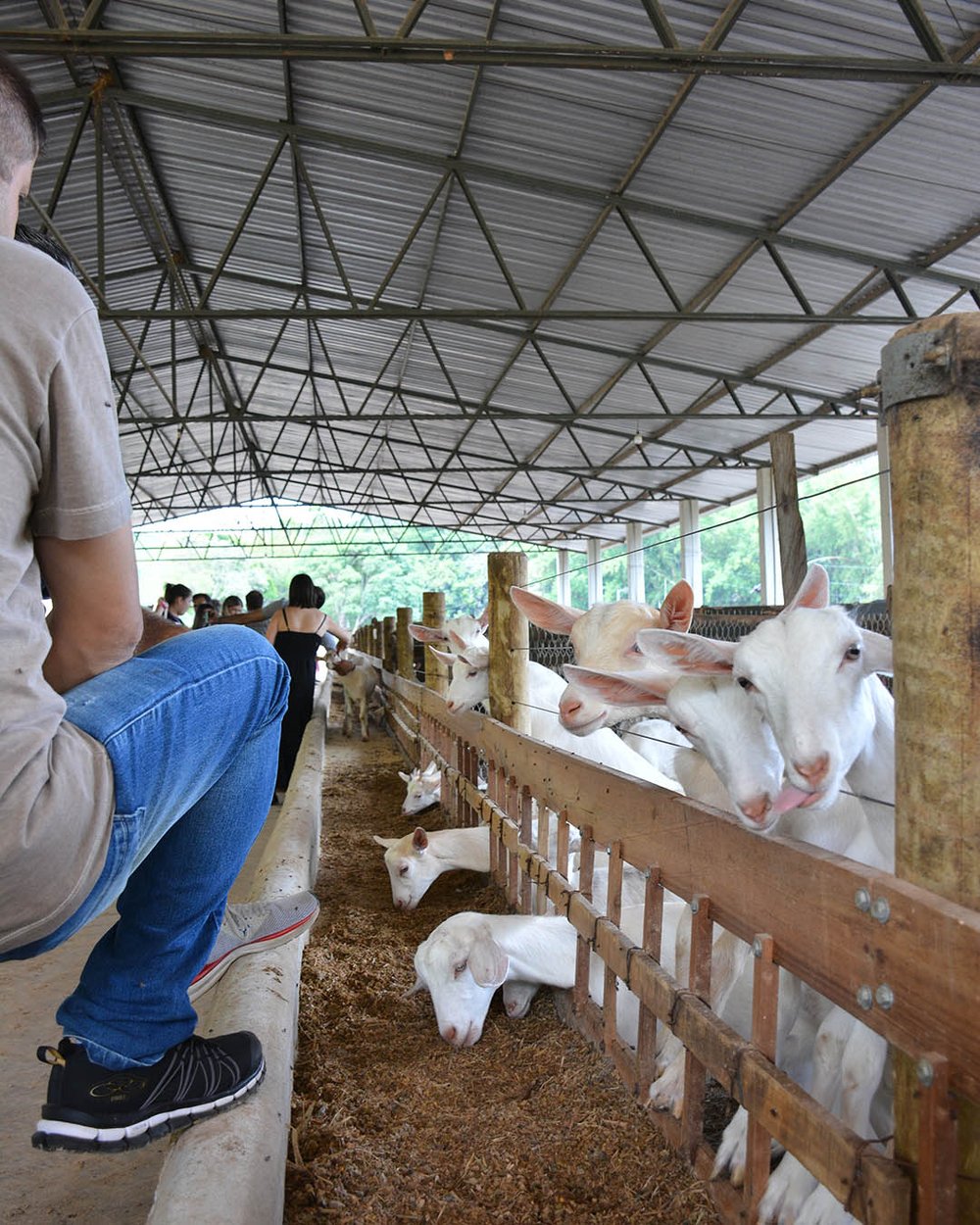 Visita Guiada com Degustação de Queijos e Almoço na Fazenda Atalaia