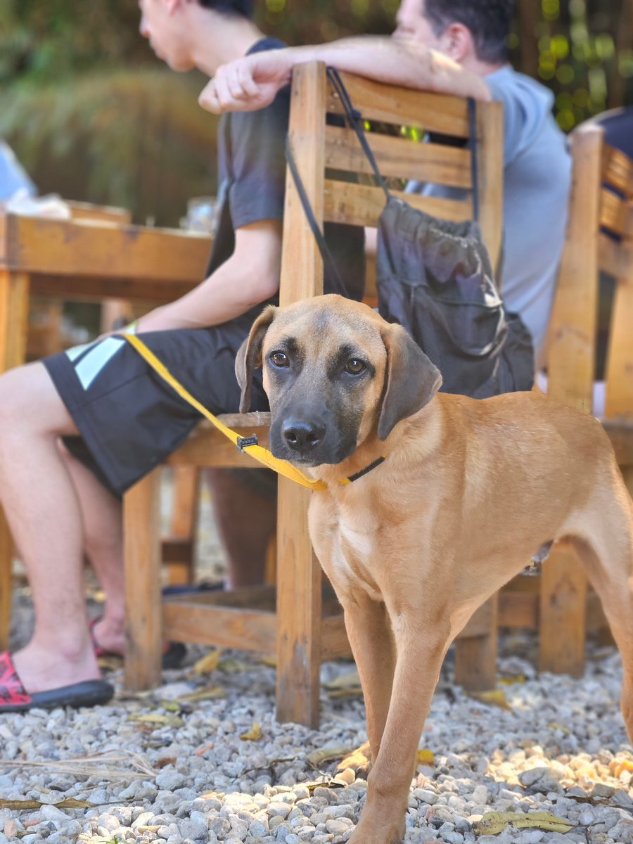 café colonial pet friendly sítio quinta dos alves Jundiai