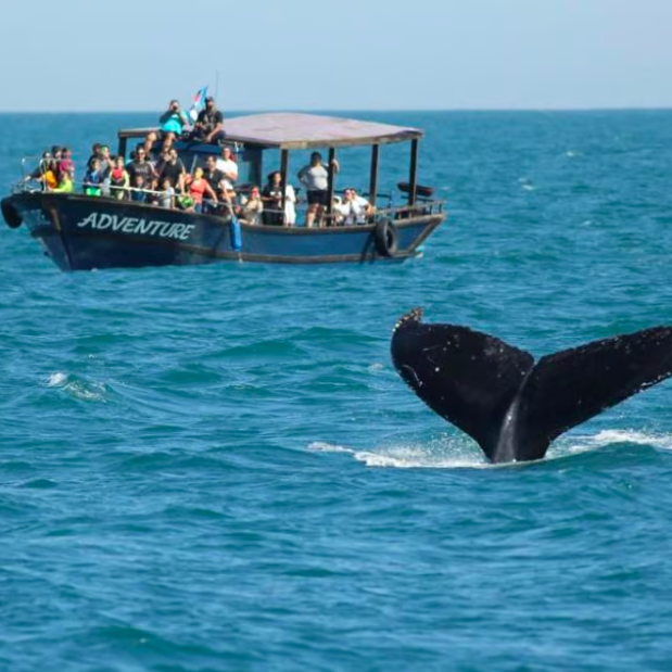 Passeio de Observação de Baleias em Arraial do Cabo