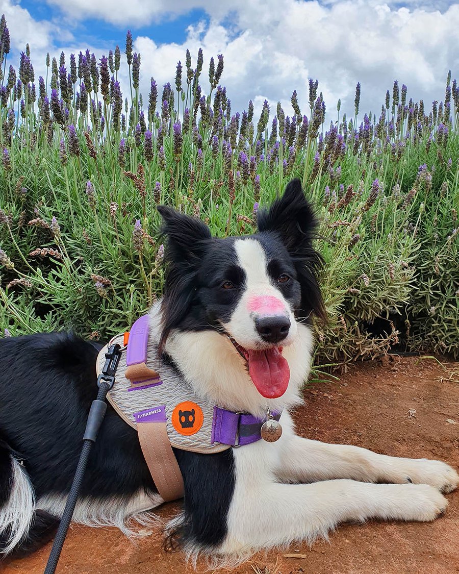 Passeio pelos campos de flores