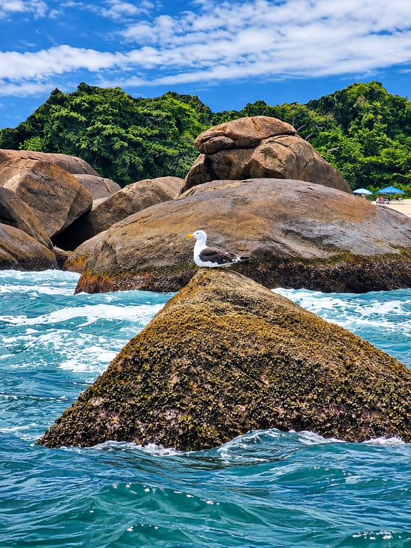 Safari Oceânico - Mar de Ubatuba